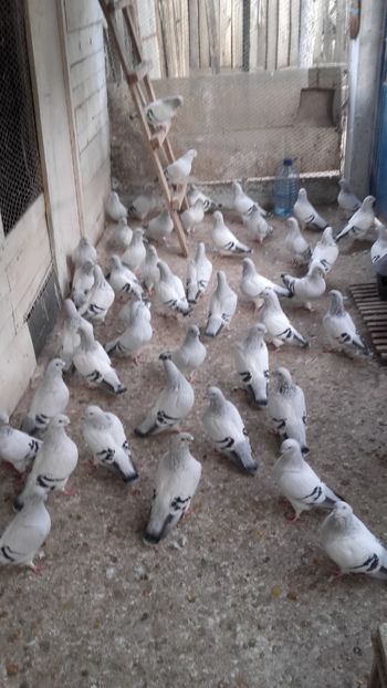  - 6 PORUMBEI LA GRAMADA