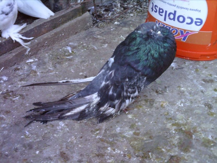 PICT0032 - de vanzare 2017