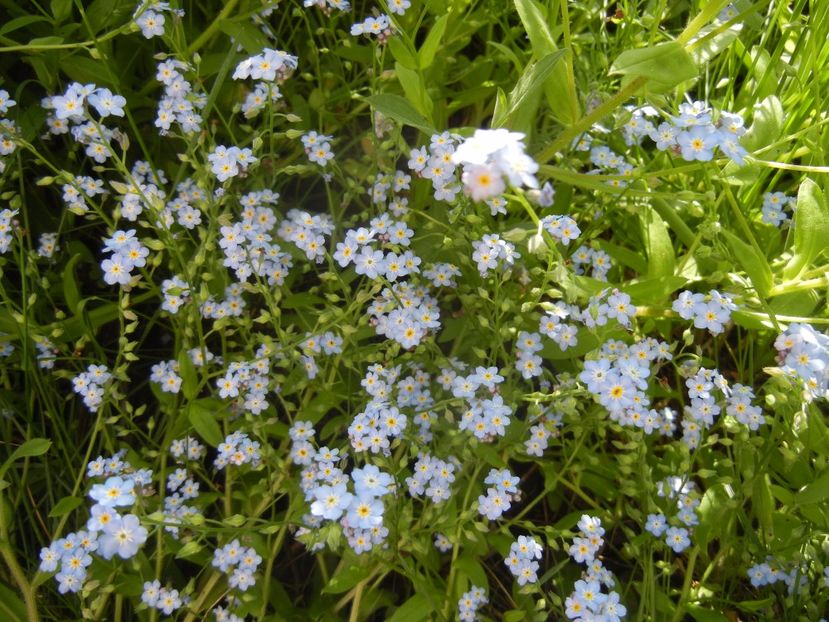 Myosotis alpestris (2017, May 02) - MYOSOTIS Alpestris