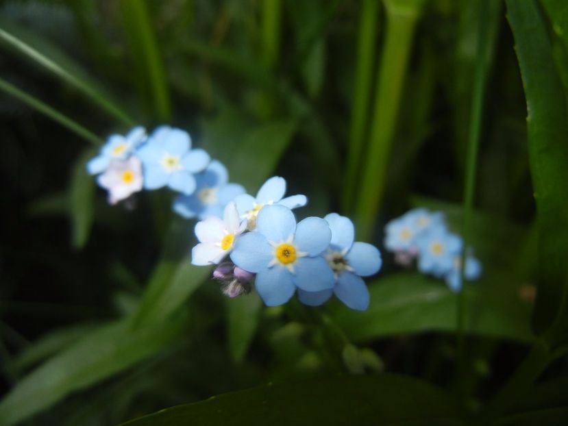 Myosotis alpestris (2017, May 04) - MYOSOTIS Alpestris