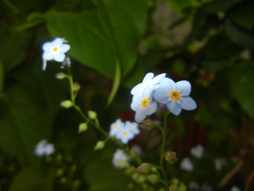 Myosotis alpestris (2017, May 11) - MYOSOTIS Alpestris