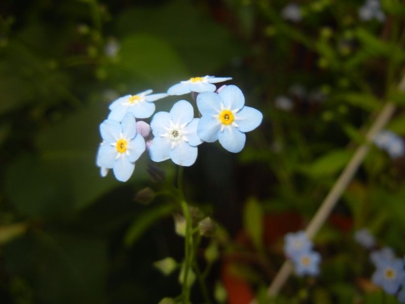 Myosotis alpestris (2017, May 11) - MYOSOTIS Alpestris