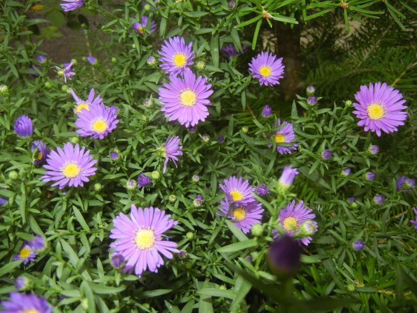 Blue Aster (2017, September 20) - Aster Blue