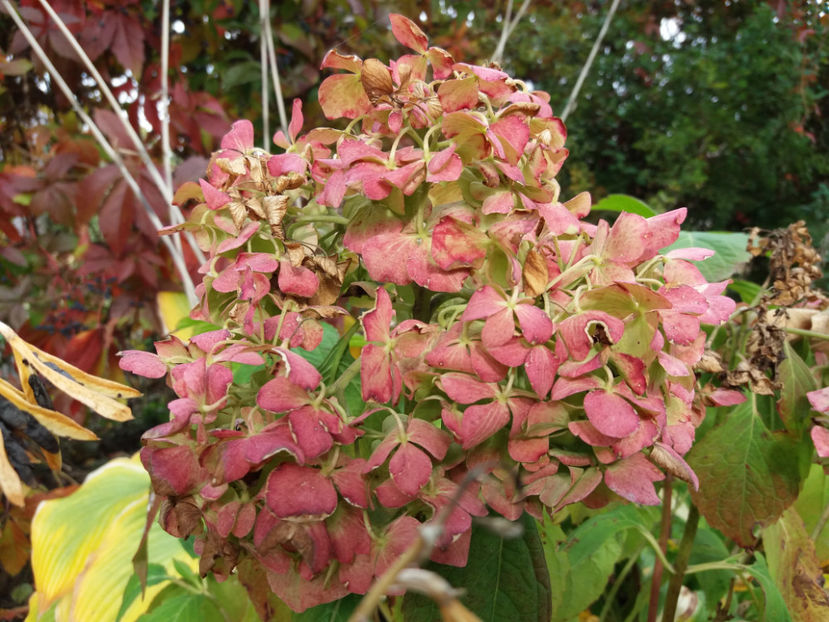 Picture 033 - Stralucire