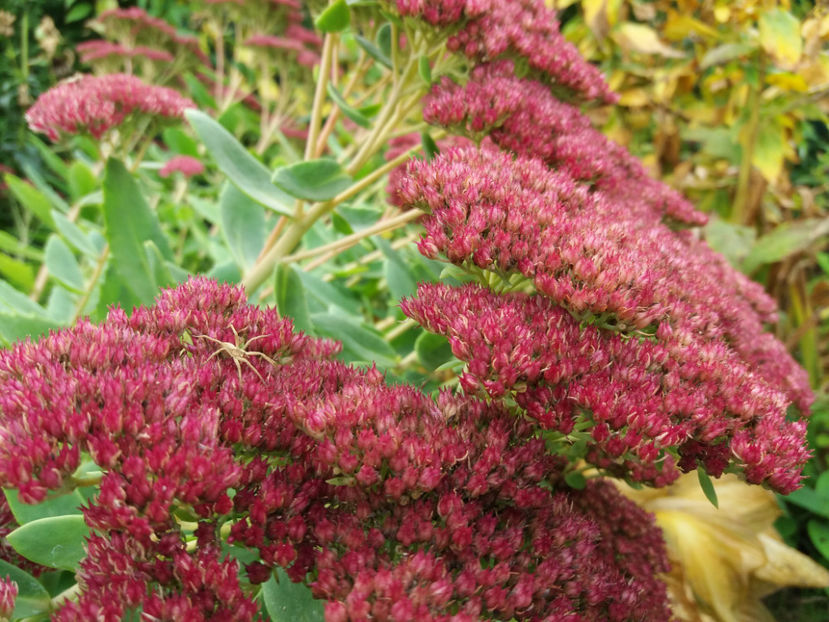 Picture 035 - Stralucire