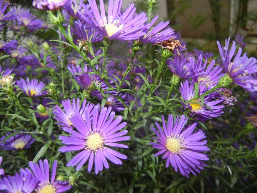 Blue Aster (2017, October 15) - Aster Blue