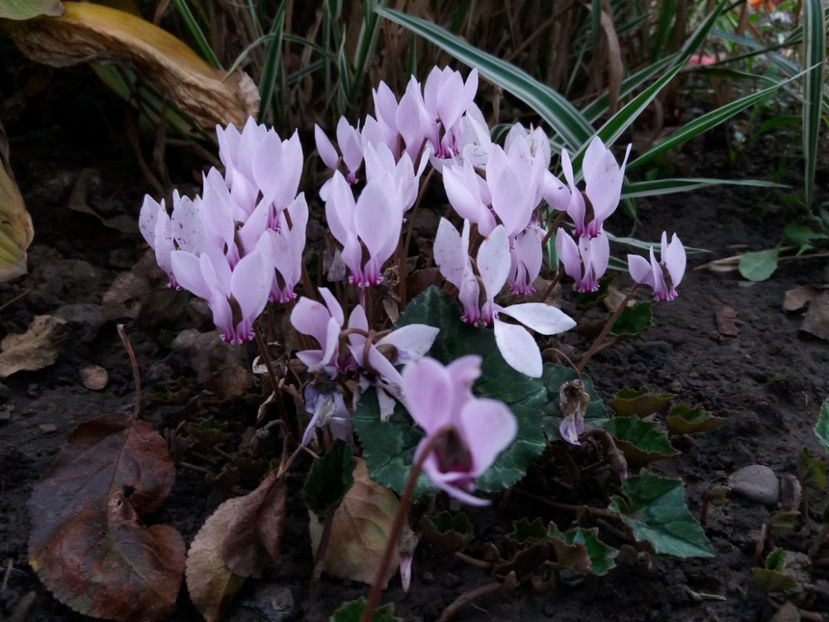 Picture 046 - Stralucire