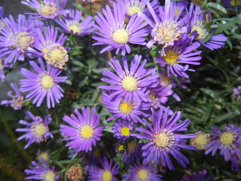 Blue Aster (2017, October 17) - Aster Blue