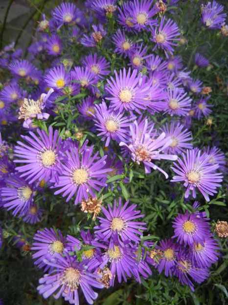 Blue Aster (2017, October 18) - Aster Blue