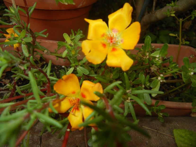 Portulaca grandiflora (2017, Sep.09) - PORTULACA Grandiflora