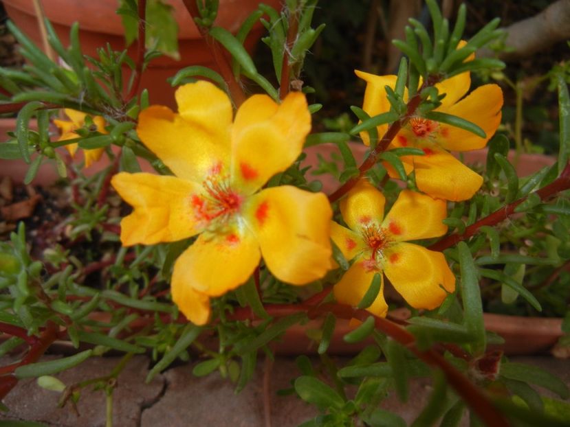 Portulaca grandiflora (2017, Sep.09) - PORTULACA Grandiflora