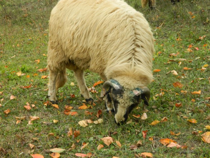 Picture 002 - 1NOATINI 2017