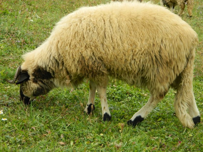 Picture 007 - 1NOATINI 2017