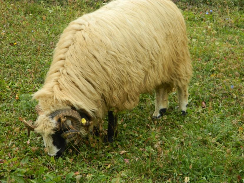 Picture 010 - 1NOATINI 2017