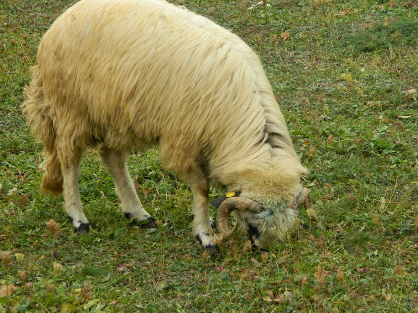 Picture 012 - 1NOATINI 2017