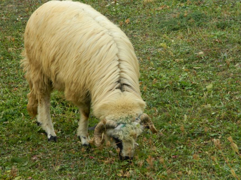 Picture 013 - 1NOATINI 2017