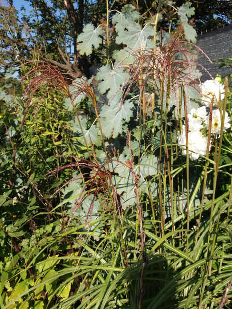 Picture 064 - Stralucire