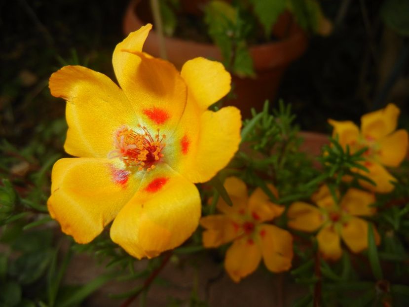 Portulaca grandiflora (2017, Sep.09) - PORTULACA Grandiflora