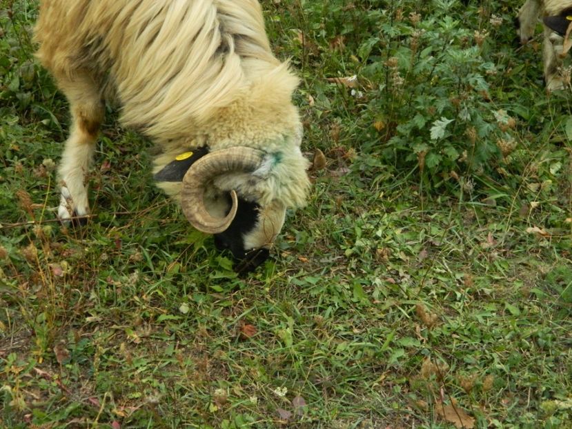 Picture 017 - 1NOATINI 2017