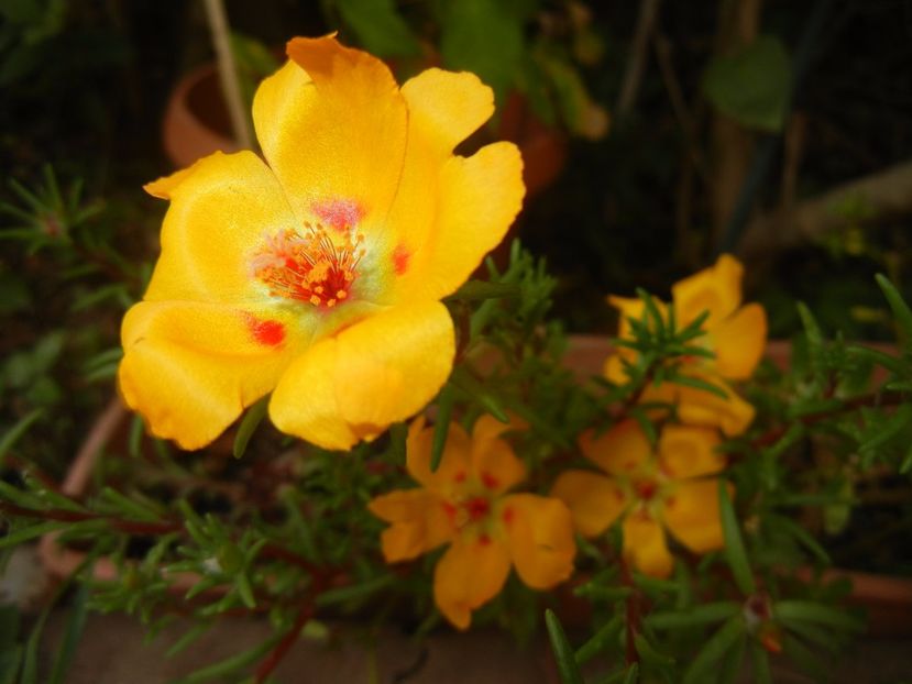 Portulaca grandiflora (2017, Sep.09) - PORTULACA Grandiflora