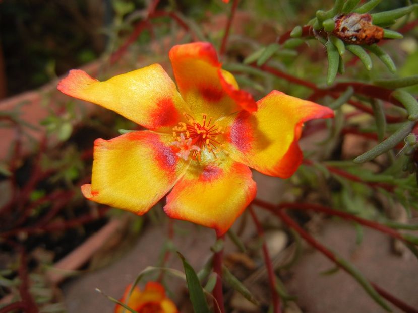 Portulaca grandiflora (2017, Oct.13) - PORTULACA Grandiflora