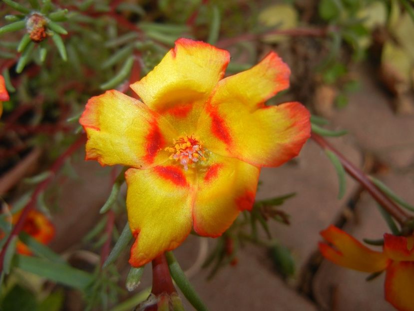 Portulaca grandiflora (2017, Oct.13) - PORTULACA Grandiflora