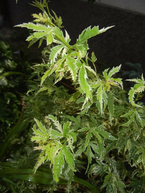 Acer palmatum Butterfly (2017, Aug.09) - Acer palmatum Butterfly