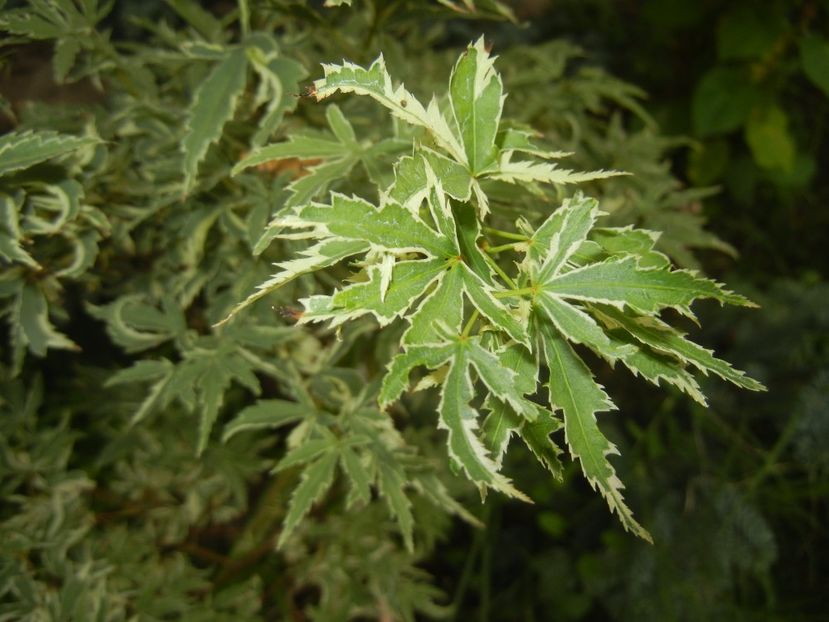 Acer palmatum Butterfly (2017, Sep.05) - Acer palmatum Butterfly