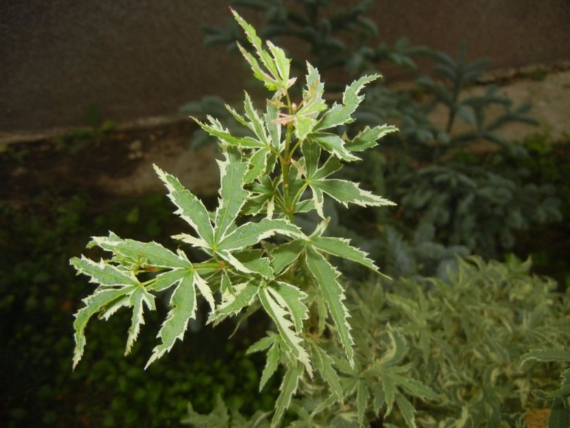 Acer palmatum Butterfly (2017, Sep.05) - Acer palmatum Butterfly