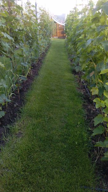 IMG-20160604-WA0012 - Via nobila