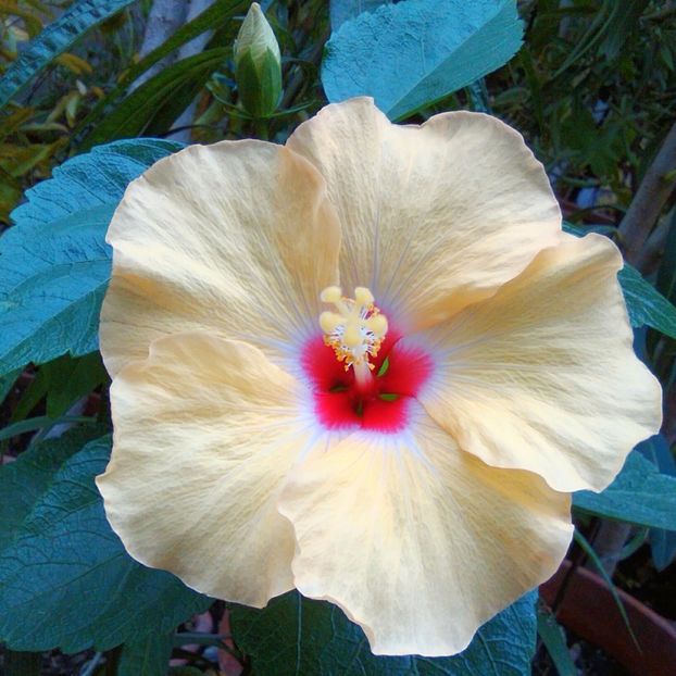  - Hibiscus Boreas Yellow