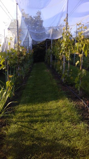 IMG-20160519-WA0035 - Via nobila