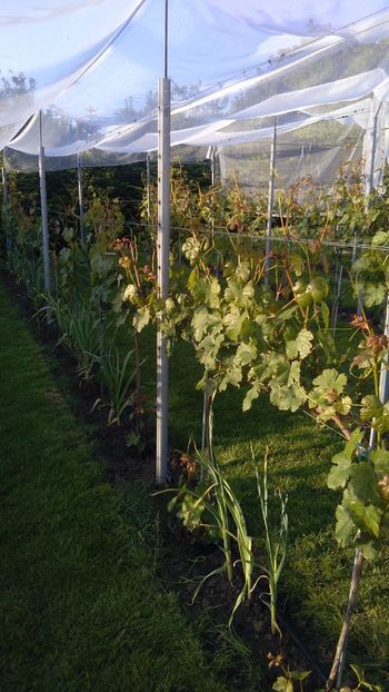 IMG-20160519-WA0037 - Via nobila