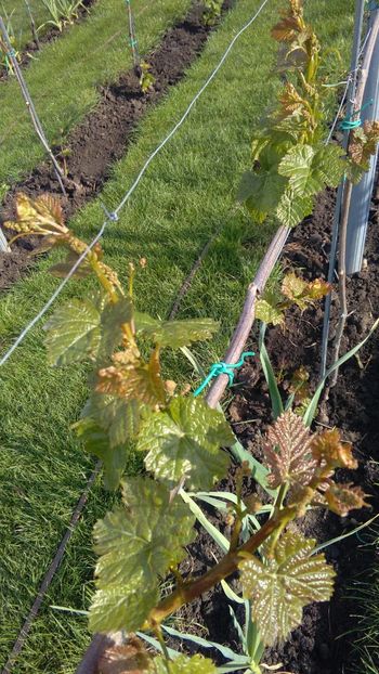 IMG-20160429-WA0004 - Via nobila