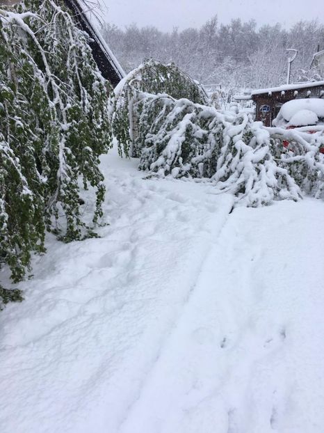 Intemperii tarzii rar de vazut din primavara lui 2017... - Via nobila