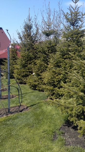 Llinia de brazi in N viei - Via nobila