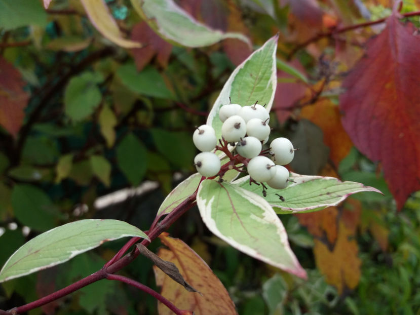 Picture 100 - Stralucire