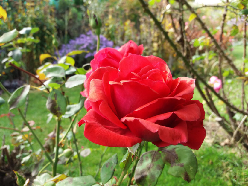 Picture 101 - Stralucire