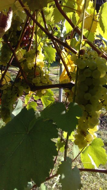 IMG-20160910-WA0046 - Via nobila