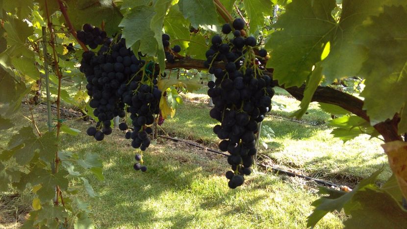 IMG-20160910-WA0032 - Via nobila