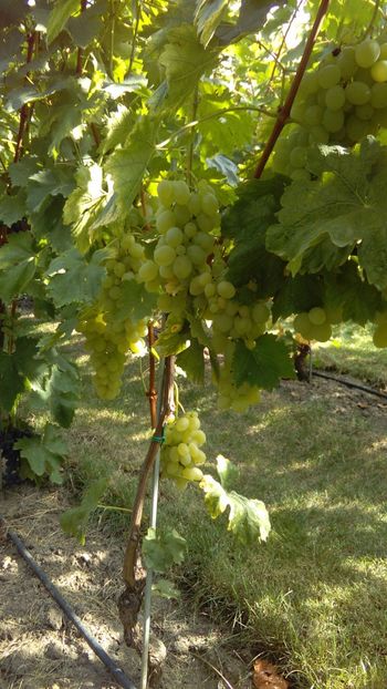 IMG-20160910-WA0034 - Via nobila