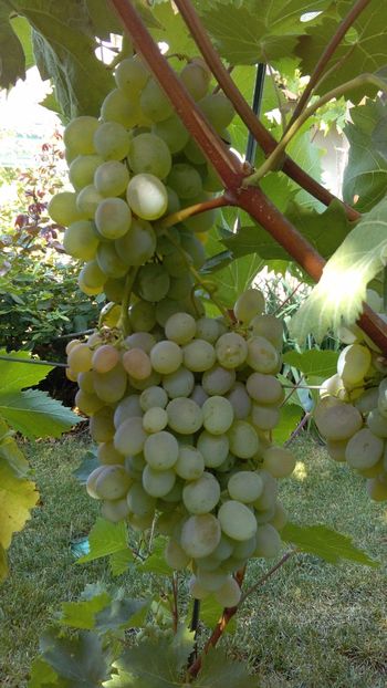 IMG-20160910-WA0036 - Via nobila