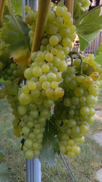 Ce struguri? - Via nobila