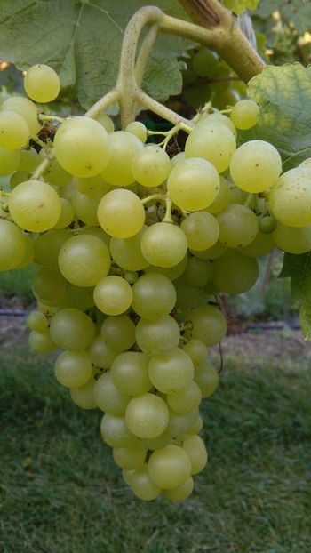 IMG-20160731-WA0002 - Via nobila