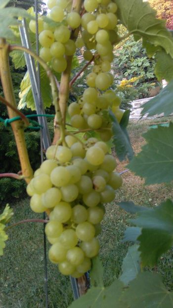 IMG-20160731-WA0004 - Via nobila