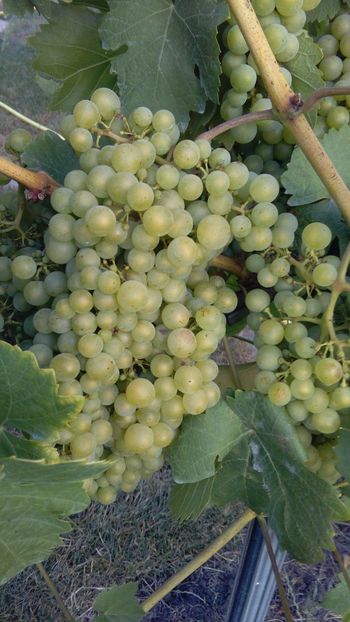 IMG-20160731-WA0010 - Via nobila