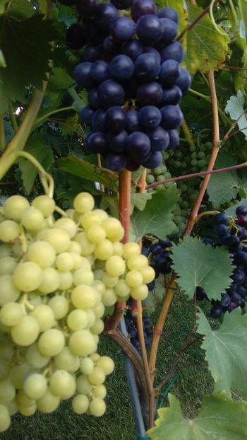 IMG-20160731-WA0012 - Via nobila