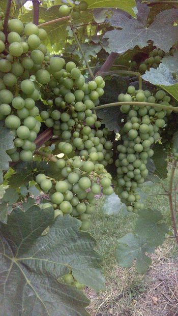 IMG-20160718-WA0013 - Via nobila