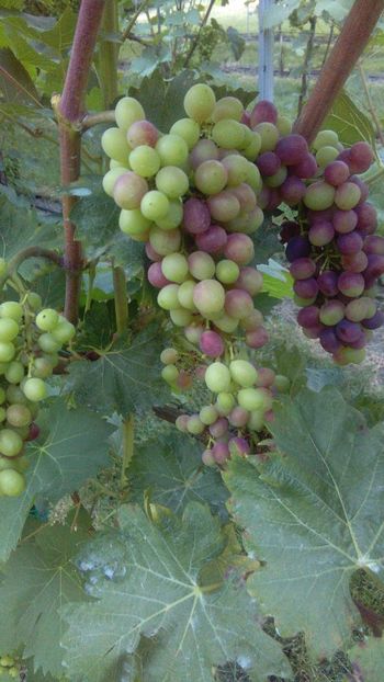 IMG-20160714-WA0018 - Via nobila