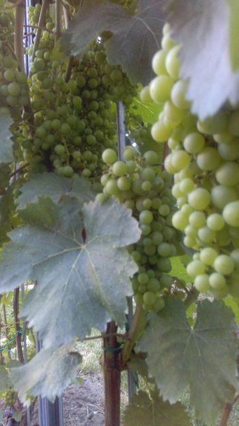 IMG-20160714-WA0002 - Via nobila